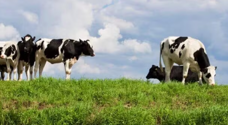 Food Sourcing Partners